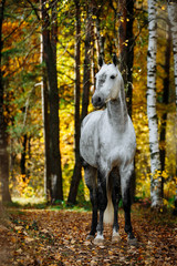 Naklejka na ściany i meble Portrait of white, grey horse stallion in autumn in yellow leaves. 