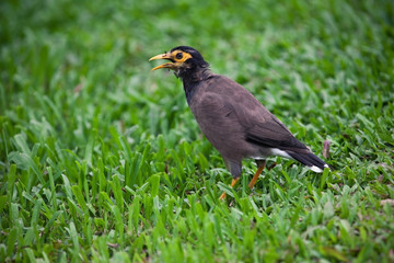 black starling indian my-lady's-belt in the grass