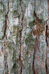 vertical image of a tree bark for your texture or background