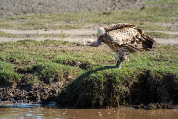 Ruppell griffon vulture stands looking over stream