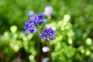 Flowering violets in the forest