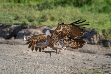 Ruppell griffon vulture stretches claws to land