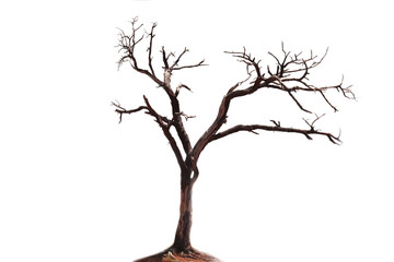 dry tree isolated white background,brown dry Tree