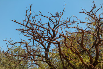 Dry tree with cloudy sky,Dry tree from Caatinga biome during long drought in Curaçá,