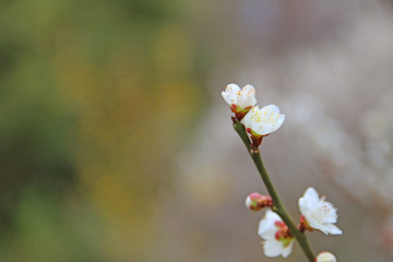 梅の花　アップ　咲きかけ