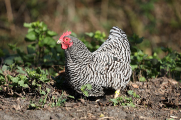 Deutscher Sperber Huhn