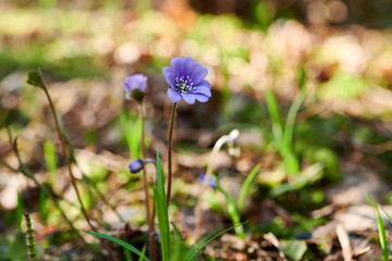 Flowering violets in the forest