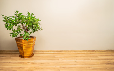 Plant in a wooden oak pot in a room