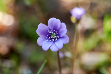 Flowering violets in the forest.Flowering hepatica up close