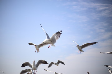 Seagull at Bang Pu, Thailand