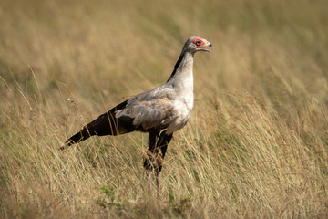 Secretary bird stands in grass facing right