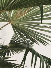 Exotische groene palmbladeren op witte achtergrond. Minimaal natuurconcept.