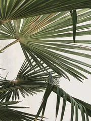 Foto auf Acrylglas Khaki Exotische grüne Palmblätter auf weißem Hintergrund. Minimales Naturkonzept.