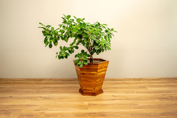 Wooden oak pot with a plant in living room