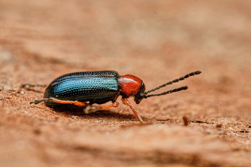 Ground beetle Lebia chlorocephala -  macro photography. Czech Republic, Europe
