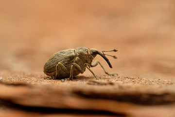 Tiny true weevil (Ceutorhynchus)  an brown leaf. Czech Republic, Europe