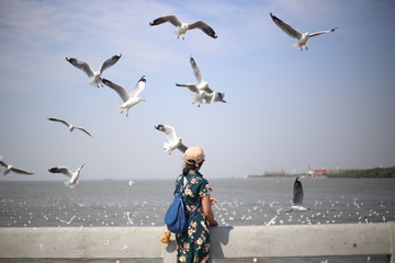 A woman standing watching the seagulls in Bang Pu, Thailand