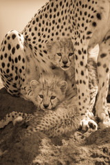 Sepia two cubs on mound under cheetah