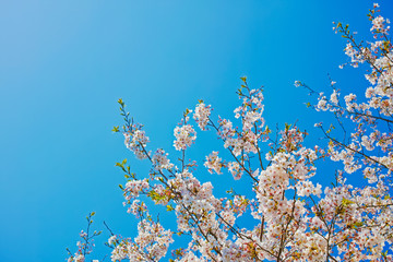青空に桜の花が咲く春の風景