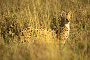 Naklejka premium Serval stands in long grass in sunshine