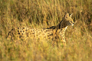 Naklejka premium Serval prowls through long grass in sunshine
