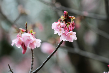 雨に打たれた桜の花