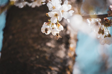 Kirschbaumblüte mit bestäubenden Bienen