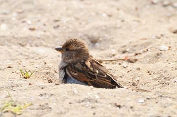 Pretty sparrow outdoors ,photo