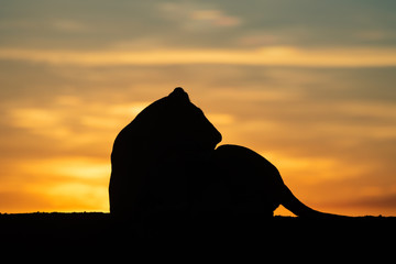 Silhouette of lioness turning head at dawn