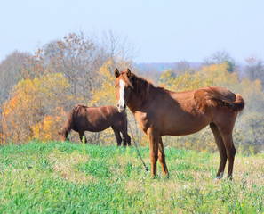 Horse on a pasture in autumn