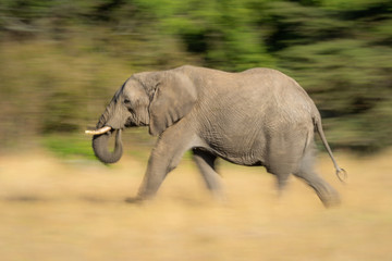 Naklejka na ściany i meble Slow pan of African bush elephant walking
