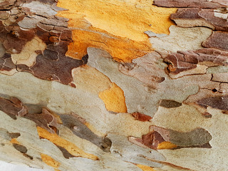 Multi-colored, multi-layered background of the tree bark.