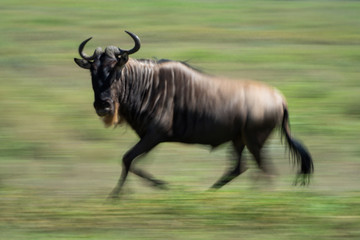 Slow pan of blue wildebeest crossing savannah