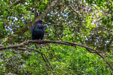 Starling sitting on a branch among leafy green trees.