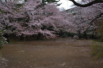 sakura in a park