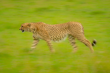 Slow pan of cheetah walking in grass