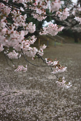 sakura in a park
