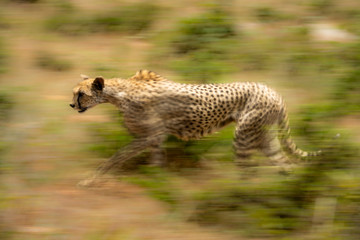 Slow pan of female cheetah crossing savannah