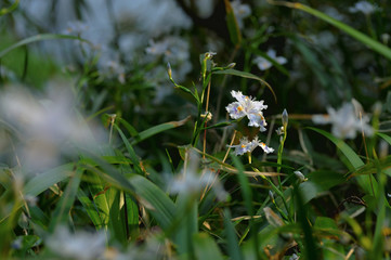 Iris japonica
