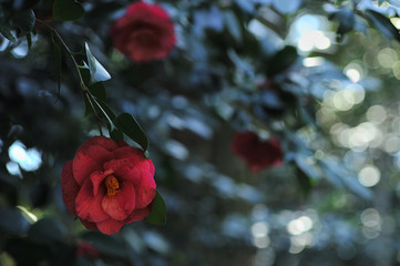 tsubaki, Camellia japonica