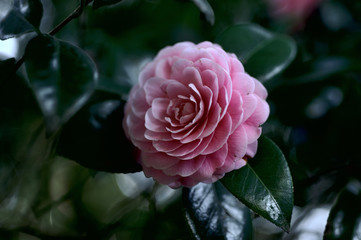 tsubaki, Camellia japonica