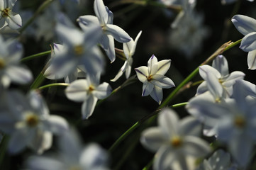Spring starflower