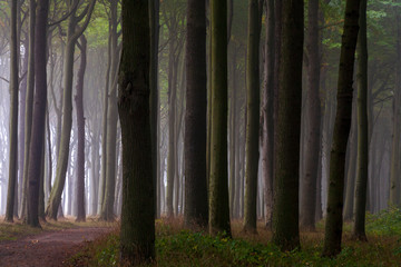 Gespensterwald Nienhagen