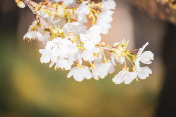 Kirschbaumblüte mit bestäubenden Bienen