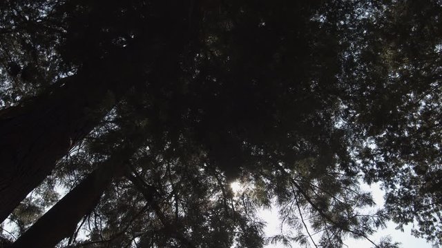 杉の大木を見上げる