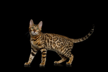 Playful Bengal Cat Walking on Isolated Black Background, side view