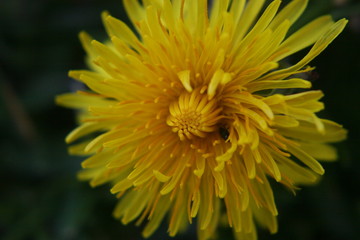 yellow flower of a dandelion