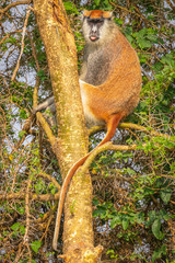 Patas monkey or hussar monkey looking for danger, Murchison Falls National Park, Uganda.