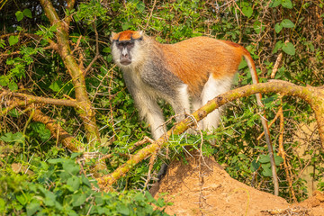 Patas monkey or hussar monkey looking for danger, Murchison Falls National Park, Uganda.