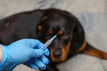 A hand in a protective glove holds a syringe with rabies vaccine.